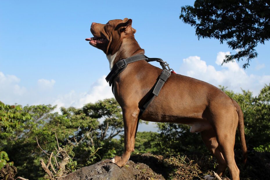 Cães de Guarda: Quais São os Melhores Para Propriedades Rurais?