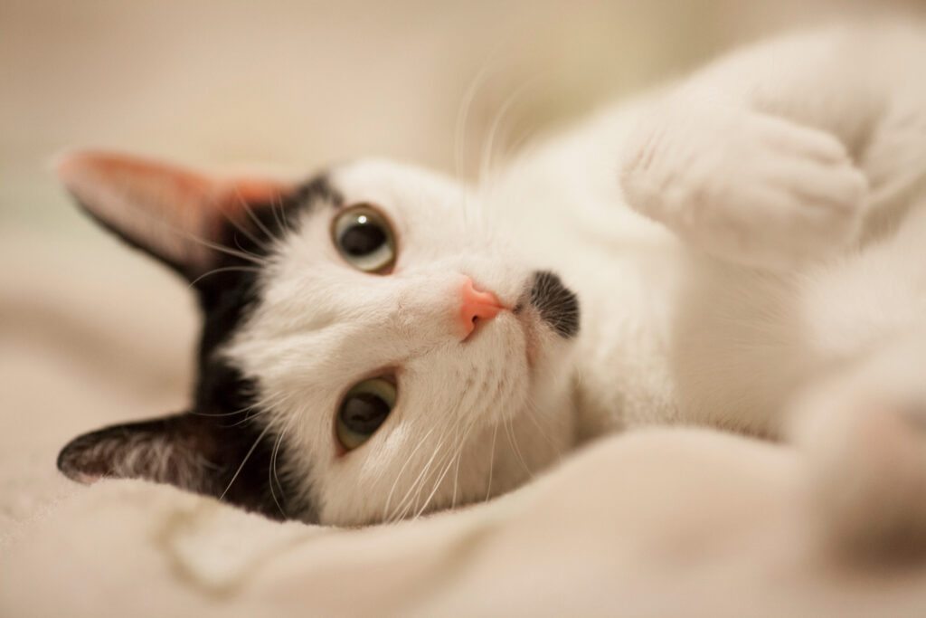 Adaptação de gatos recém-chegados