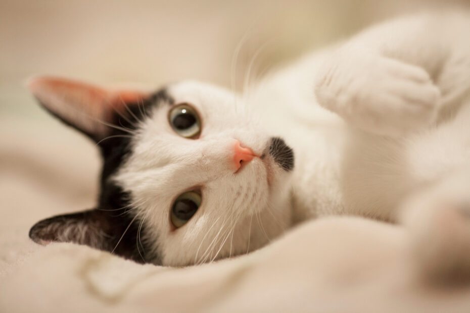 Adaptação de gatos recém-chegados