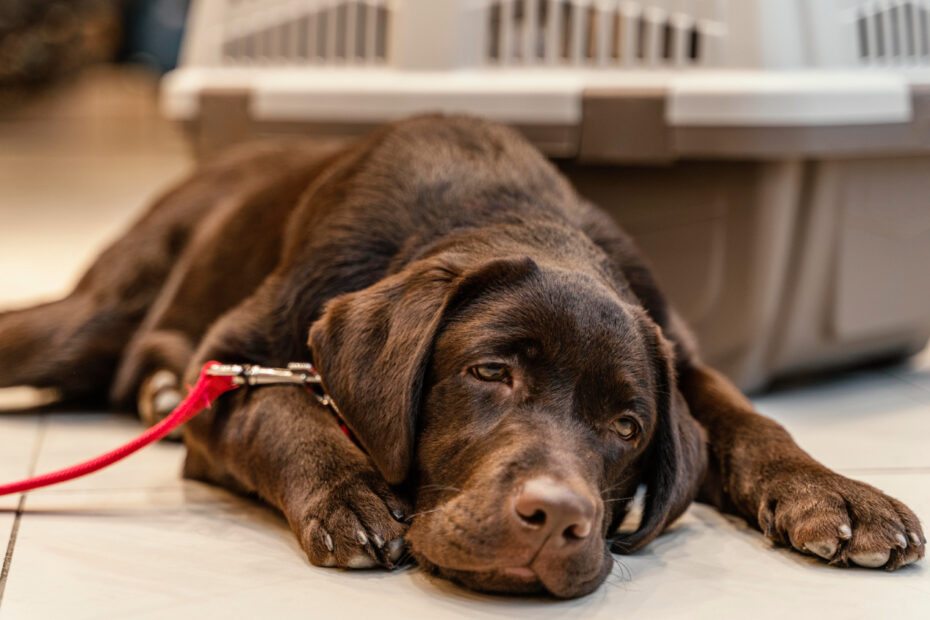 Cães sedentários x ativos: como adaptar a dieta de acordo com o estilo de vida