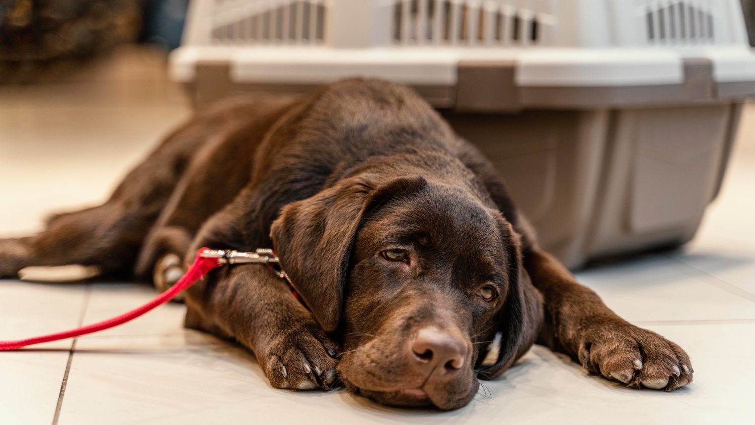 Cães sedentários x ativos: como adaptar a dieta de acordo com o estilo de vida
