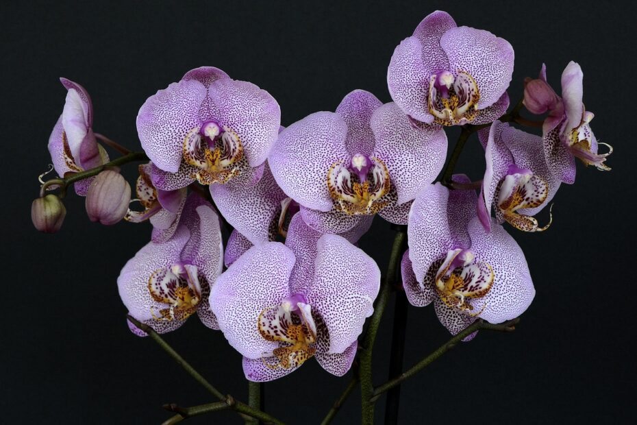 Arranjos de orquídeas que funcionam como presente e peça de destaque na decoração